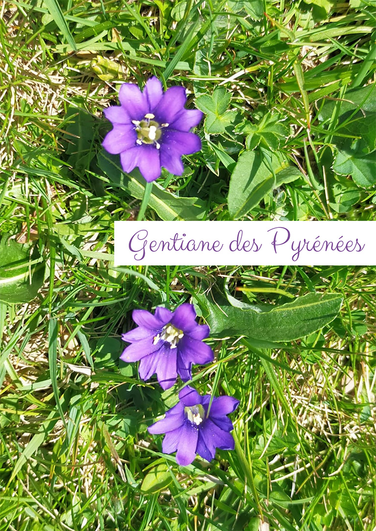 Gentiane des Pyrénées
