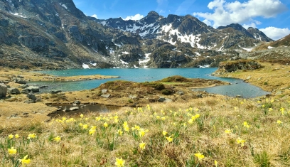 Le printemps floral dans les Pyrénées