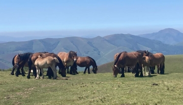 pays-basque-nature.jpg