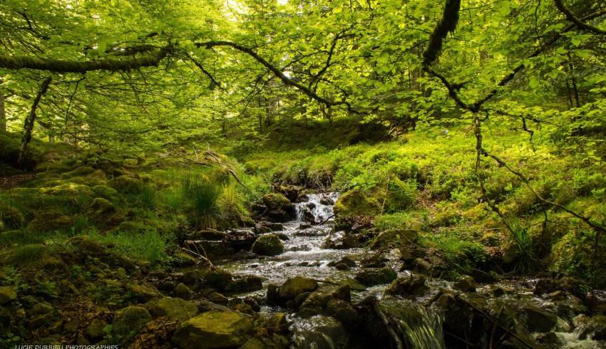 foret_iraty_pays_basque_rando_pyrenees.jpg