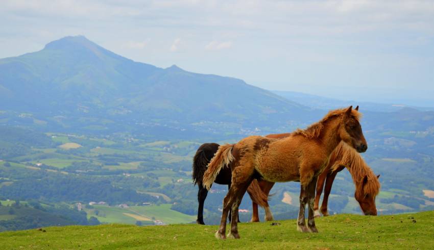 pottok-pays-basque.JPG